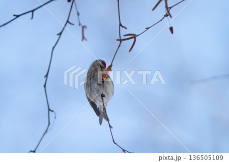 ベニヒワ ♀ 紅鶸 Carduelis flammea 北海道の野鳥 ベニヒワ ♀ 紅鶸 Carduelis flammea 北海道の野鳥 136505109