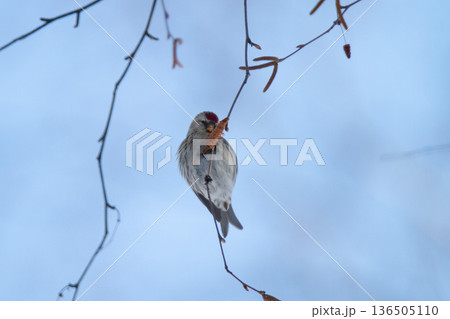 ベニヒワ　♀　紅鶸　Carduelis flammea　北海道の野鳥 136505110