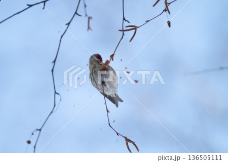 ベニヒワ　♀　紅鶸　Carduelis flammea　北海道の野鳥 136505111
