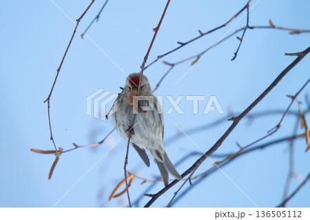 ベニヒワ ♀ 紅鶸 Carduelis flammea 北海道の野鳥 ベニヒワ ♀ 紅鶸 Carduelis flammea 北海道の野鳥 136505112