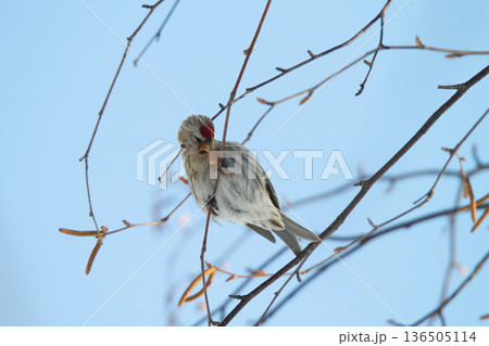 ベニヒワ　♀　紅鶸　Carduelis flammea　北海道の野鳥 136505114