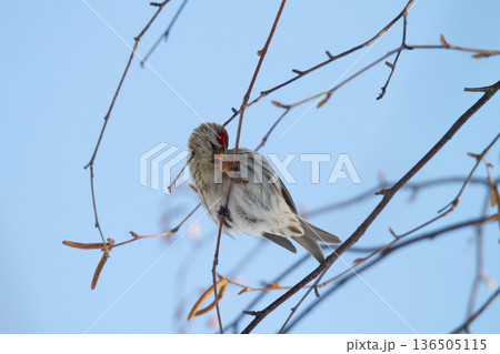 ベニヒワ　♀　紅鶸　Carduelis flammea　北海道の野鳥 136505115