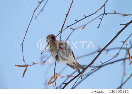 ベニヒワ　♀　紅鶸　Carduelis flammea　北海道の野鳥 136505116