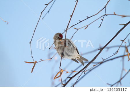 ベニヒワ　♀　紅鶸　Carduelis flammea　北海道の野鳥 136505117