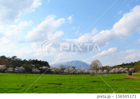 小岩井農場の桜 1205 01 小岩井農場の桜 1205 01 136505171