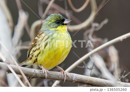 アオジの雄 136505260