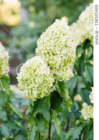 Panicle hydrangea Polar Bear lime green bloom Panicle hydrangea Polar Bear lime green bloom 136505408