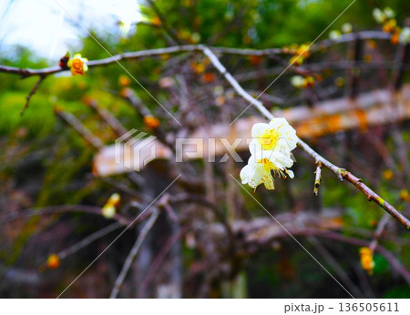 白い花 136505611