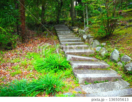 緑に囲まれた石の階段 136505613