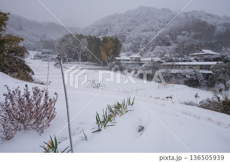 吾妻山麓の農村　雪が積も秦野の田舎景色 136505939