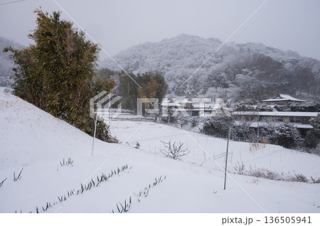吾妻山麓の農村　雪が積も秦野の田舎景色 136505941
