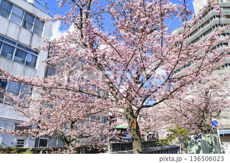 静岡県熱海市　あたみ桜　糸川遊歩道　2月上旬 136506023