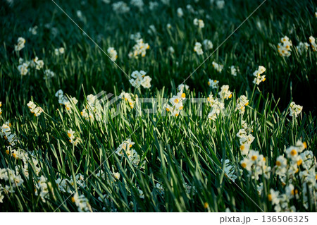 冬の景色を彩る鮮やかな水仙の花 冬の景色を彩る鮮やかな水仙の花 136506325