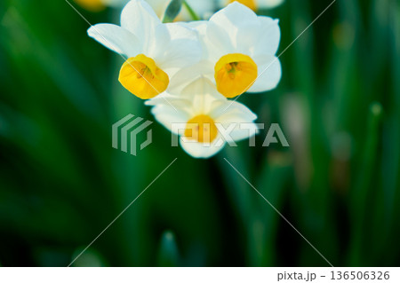 冬の終わりに咲き誇る鮮やかな水仙の花のクローズアップ 136506326