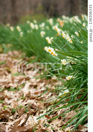 冬の景色を彩る鮮やかな水仙の花 冬の景色を彩る鮮やかな水仙の花 136506335