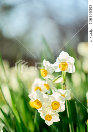 冬の終わりに咲き誇る鮮やかな水仙の花のクローズアップ 136506392