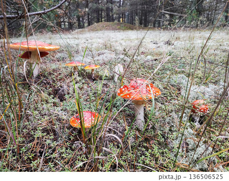 Vibrant cluster of red and white spotted fly agaric mushrooms, Amanita muscaria, emerging from a frosty forest floor covered with pine needles, green moss, and dry grass in a cool woodland setting 136506525