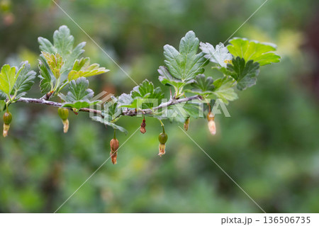 Brown rotten and frostbitten gooseberry berries on a bush branch in spring, close-up Brown rotten and frostbitten gooseberry berries on a bush branch in spring, close-up 136506735