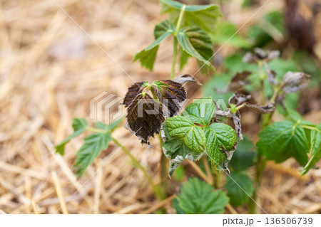 Frostbitten leaves and raspberry bushes spring, close-up 136506739