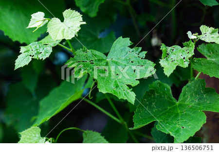 Close up view of green plant leaves showing signs of damage and pest activity, indicating plant disease or insect feeding, vibrant foliage texture Close up view of green plant leaves showing signs of damage and pest activity, indicating plant disease or insect feeding, vibrant foliage texture 136506751