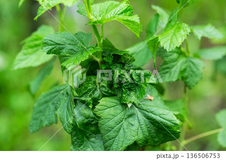 Close up view of green leaves of plant showing signs of damage and disease, concept of horticulture problem and plant pathology 136506753