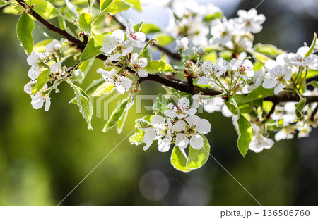 Flowering branch of pear tree with delicate white blossoms and vibrant green leaves adorned with water droplets in bright morning sunlight, showing beauty of spring nature and renewal 136506760