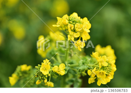 春の菜の花のマクロ撮影 136506783