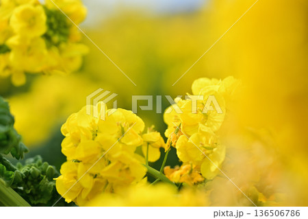 黄色い菜の花 黄色い菜の花 136506786