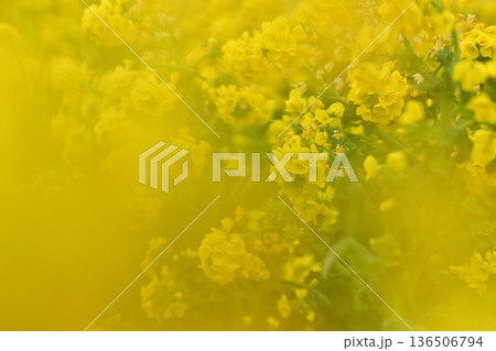 黄色い菜の花 黄色い菜の花 136506794