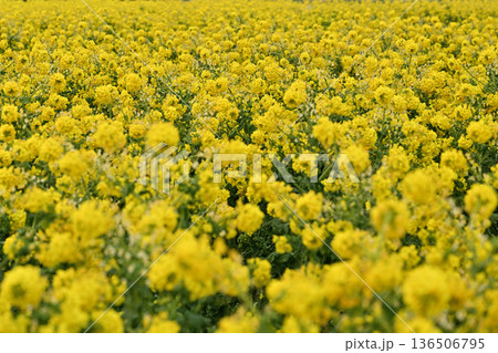 黄色い菜の花 黄色い菜の花 136506795