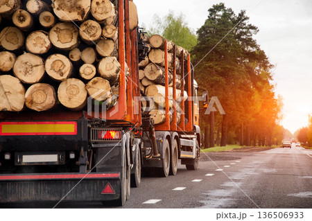Heavy logging truck transports large load of cut tree logs along country road during sunset hour. Transport of timber on asphalt highway with forest background. Copy space for text 136506933