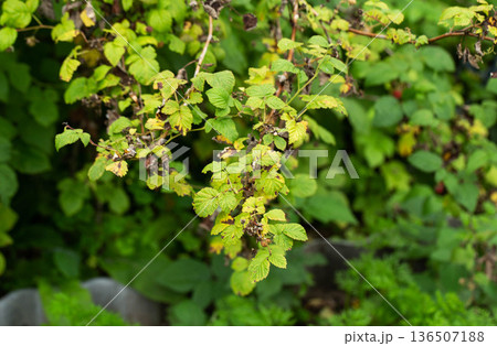 Raspberry plant leaves showing signs of disease, yellowing, brown spots, and damage on foliage, indicating plant health issues affecting fruit plant foliage. 136507188