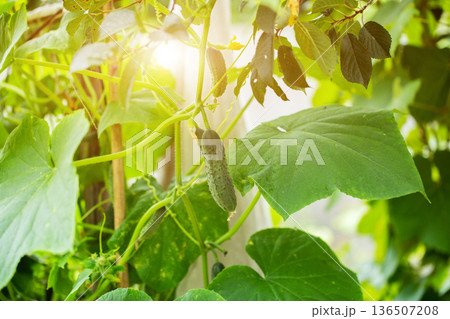 Greenhouse grown cucumber against the sun. Cucumber yield, agricultural crop, close-up 136507208