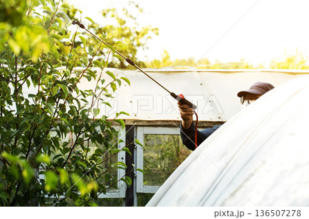 Gardener treating backyard plants with sprayer, applying pesticide solution to foliage, protecting harvest from disease, managing garden health in sunlight 136507278