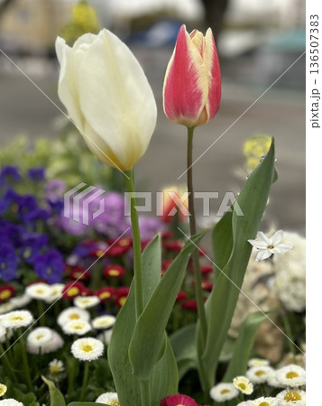 春を彩るチューリップと可憐なデイジーの花壇 色鮮やかな春の花々と爽やかなガーデン風景 春を彩るチューリップと可憐なデイジーの花壇 色鮮やかな春の花々と爽やかなガーデン風景 136507383