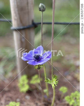 136507386