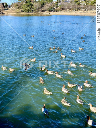 水面の餌を啄む水鳥(鴨)〈南公園(西三田ヶ入池)/愛知県岡崎市〉 水面の餌を啄む水鳥(鴨)〈南公園(西三田ヶ入池)/愛知県岡崎市〉 136507407