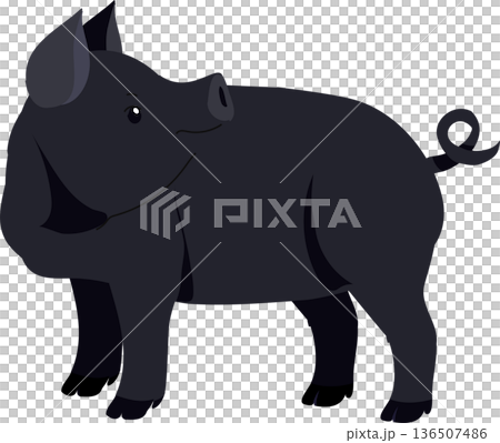 Cute black pig illustration. agricultural storytelling. 136507486