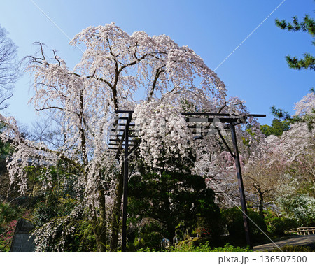 長谷寺　桜　奈良県 136507500