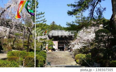 長谷寺 桜 奈良県 長谷寺 桜 奈良県 136507505