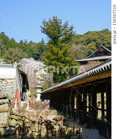 長谷寺 桜 奈良県 長谷寺 桜 奈良県 136507510