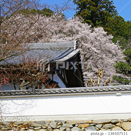 長谷寺　桜　奈良県 136507511