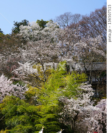 長谷寺　桜　奈良県 136507515