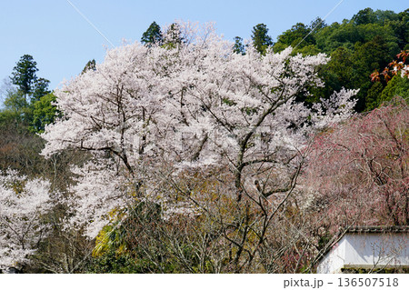 長谷寺　桜　奈良県 136507518