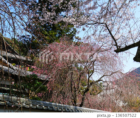 長谷寺 桜 奈良県 長谷寺 桜 奈良県 136507522