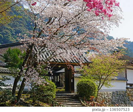 長谷寺 桜 奈良県 長谷寺 桜 奈良県 136507523