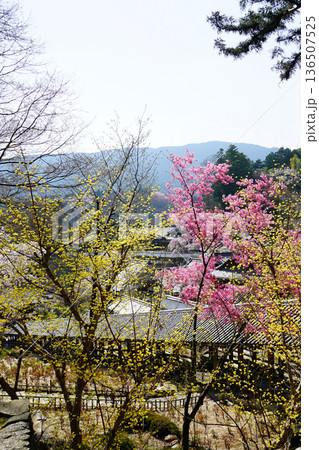 長谷寺　桜　奈良県 136507525