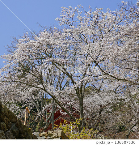 長谷寺 桜 奈良県 長谷寺 桜 奈良県 136507530