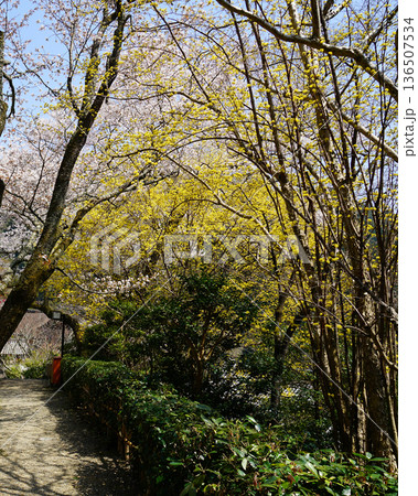 長谷寺　桜　奈良県 136507534