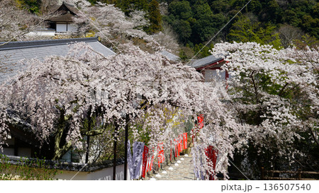 長谷寺 桜 奈良県 長谷寺 桜 奈良県 136507540